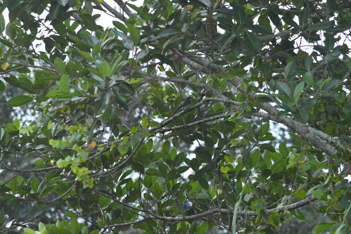 Variegated Flycatcher - ML642334626