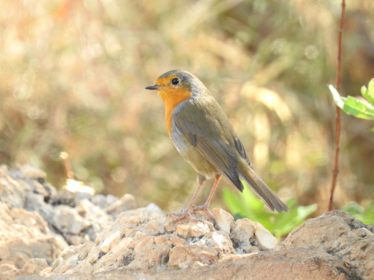 Өрнийн зээрд омруут - ML642334629