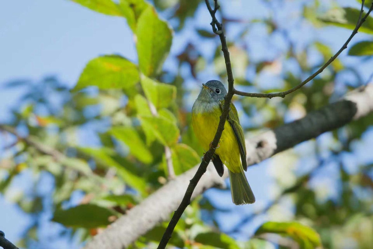 Gray-headed Canary-Flycatcher - ML642334644