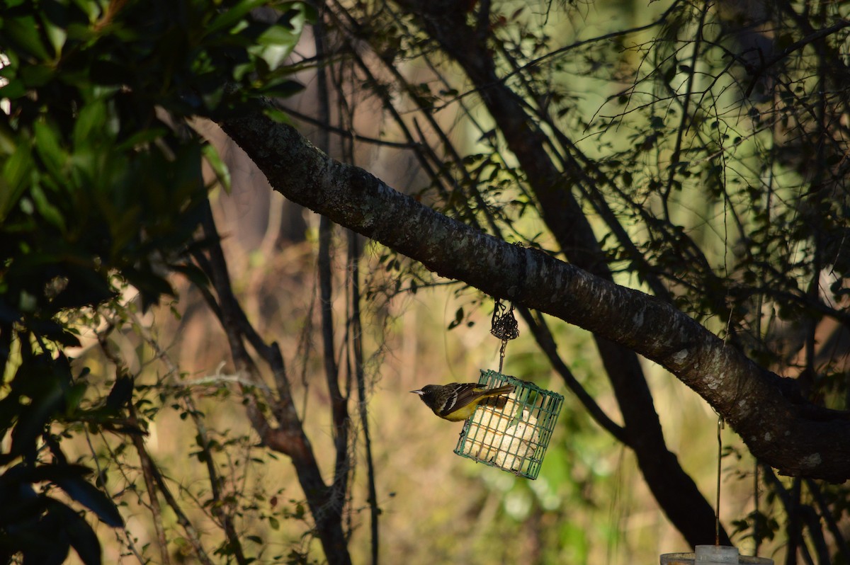 Scott's Oriole - ML642334653