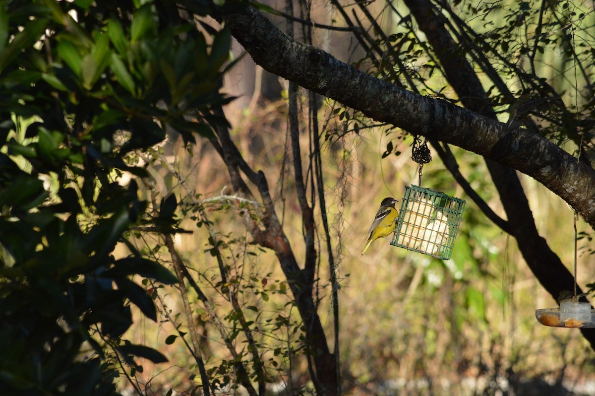 Scott's Oriole - ML642334654