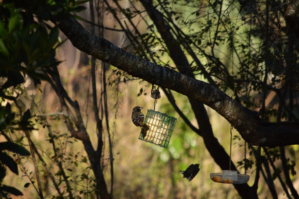 Scott's Oriole - ML642334655