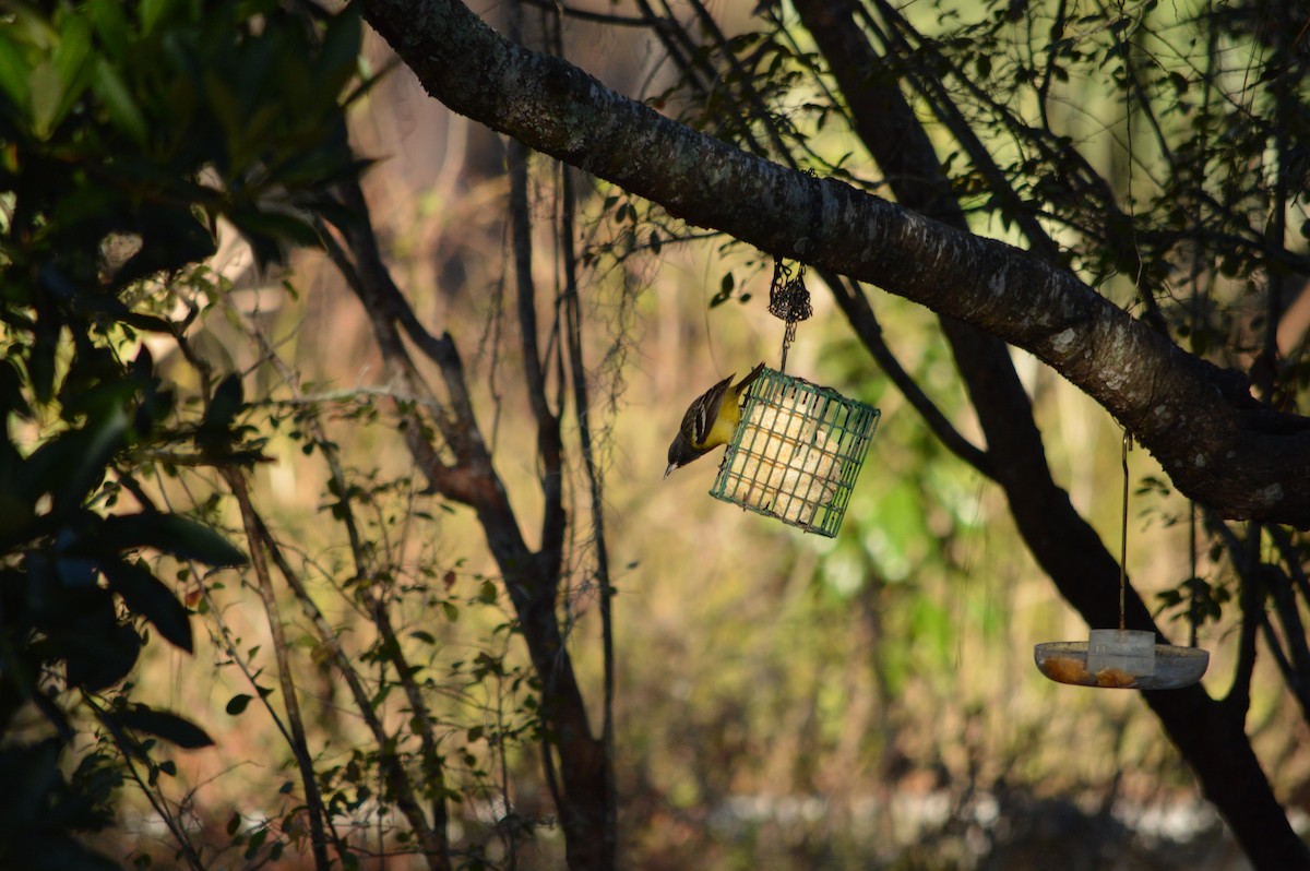 Scott's Oriole - ML642334656