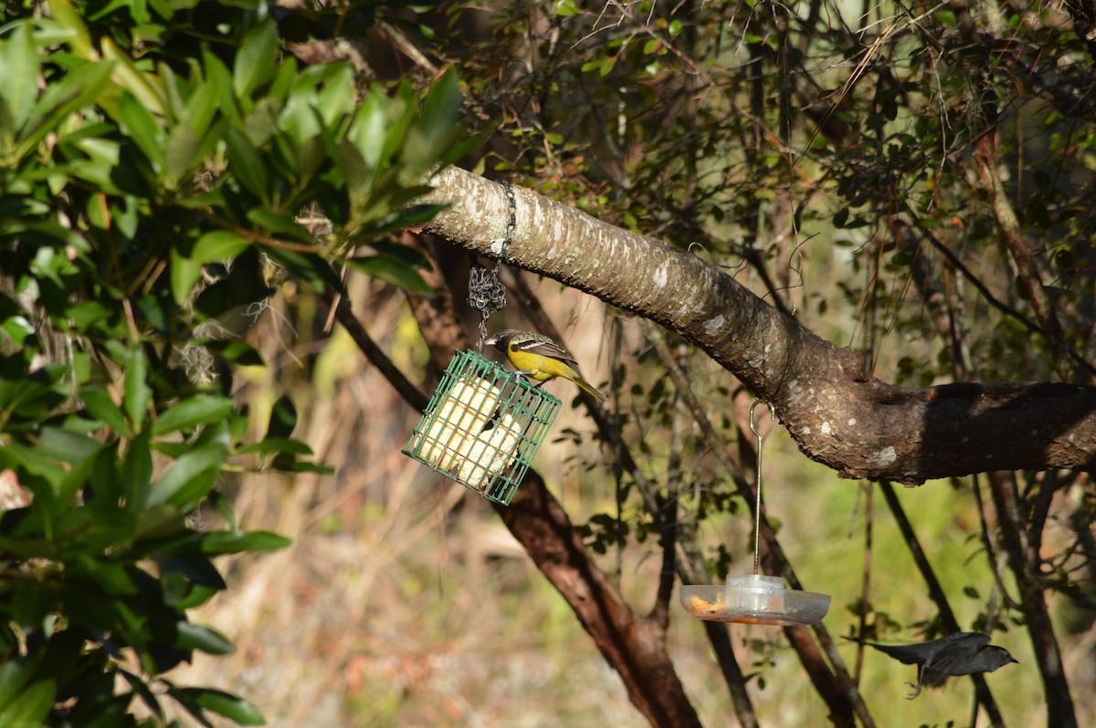 Scott's Oriole - ML642334657