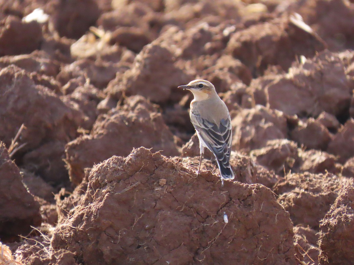 Northern Wheatear - ML642334666