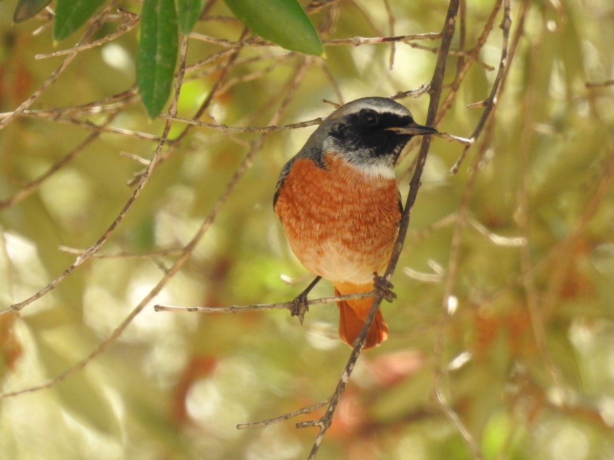 Эгэл гал сүүлт - ML642334672