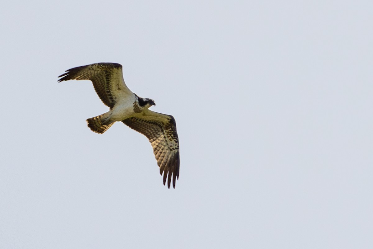 Osprey - ML642334690