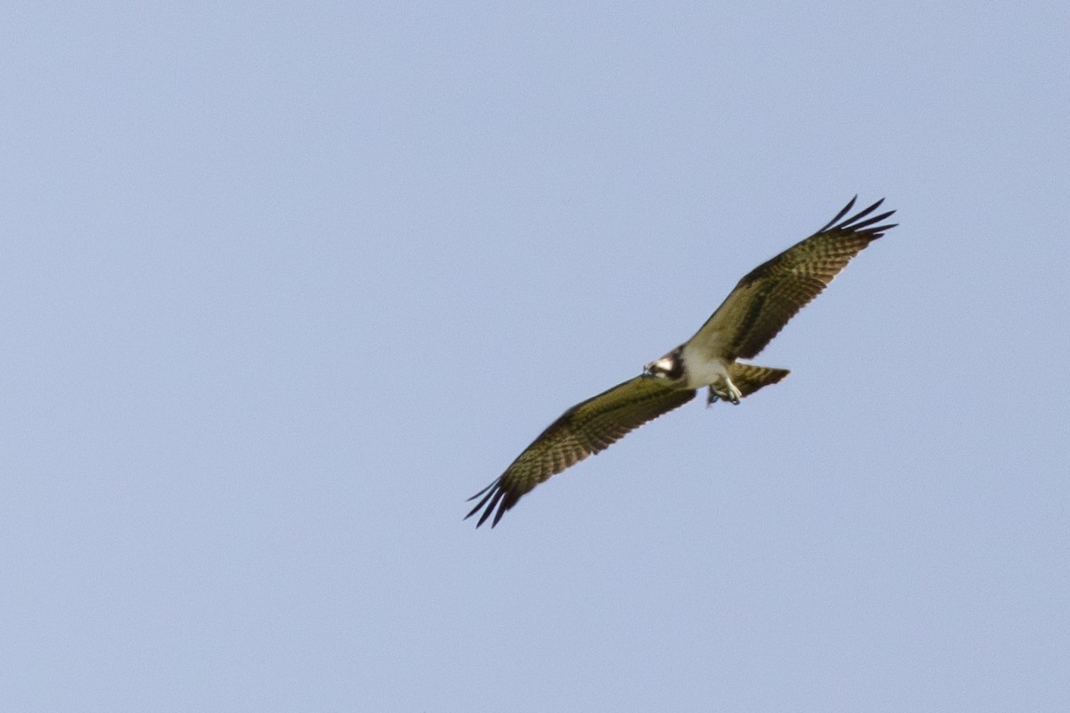 Osprey - ML642334691