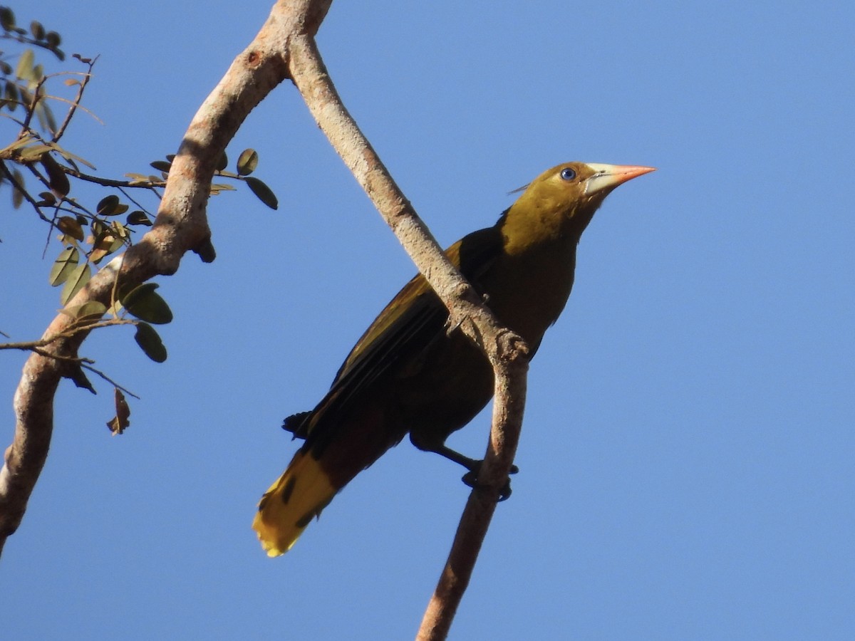 Green Oropendola - ML642334696
