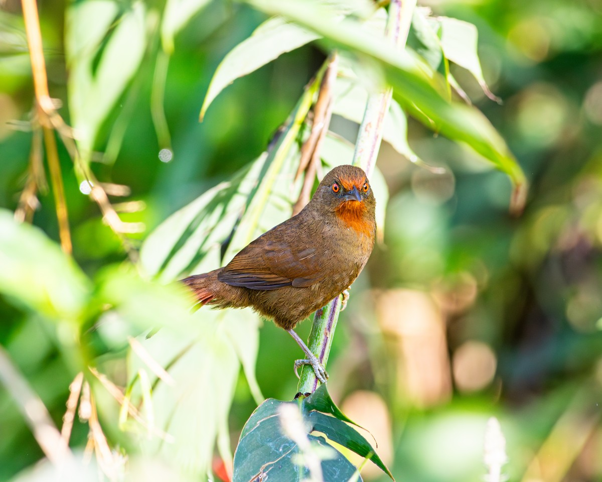 Orange-eyed Thornbird - ML642334716