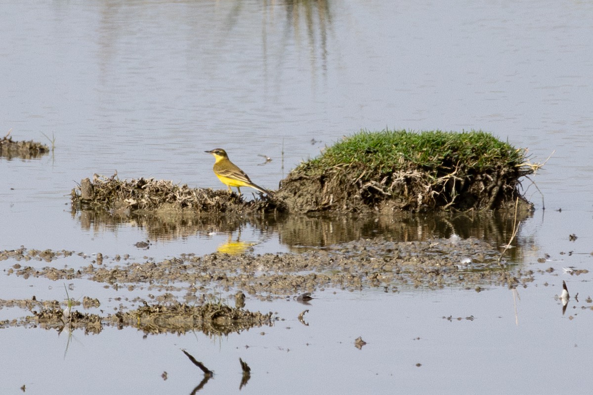 Western Yellow Wagtail - ML642334728