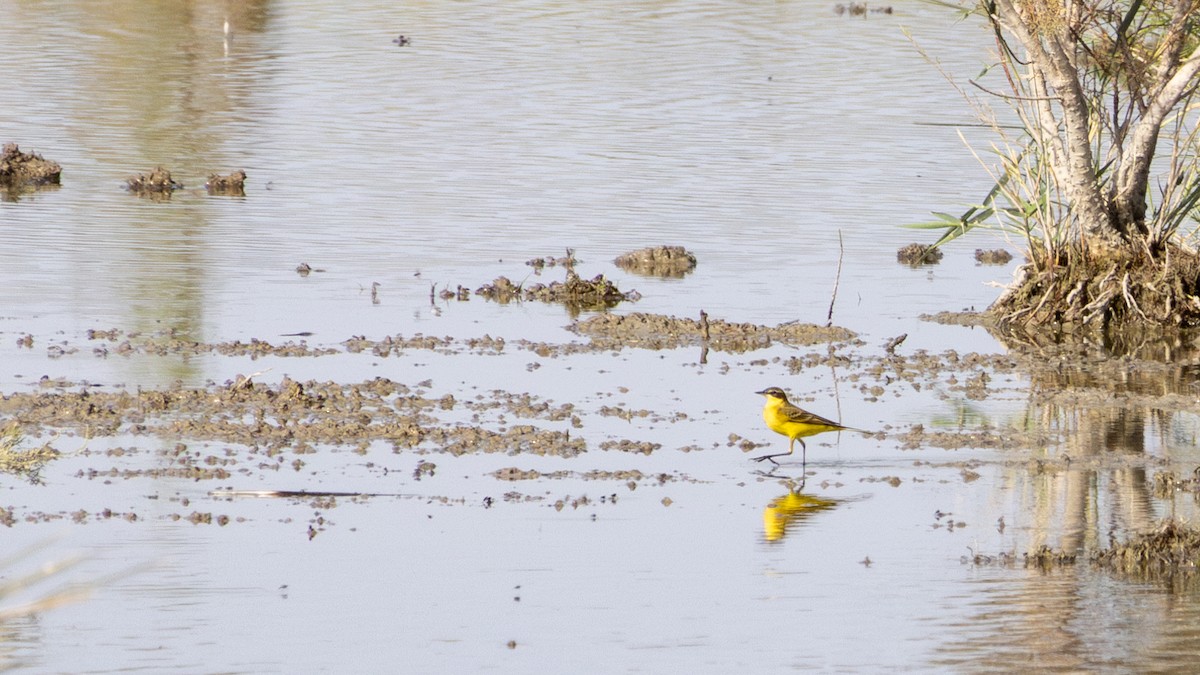 Western Yellow Wagtail - ML642334729