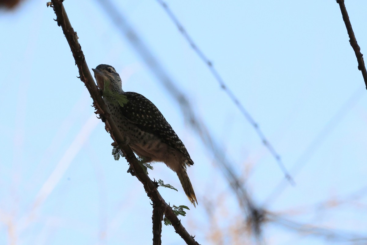 Nubian Woodpecker - ML642334757