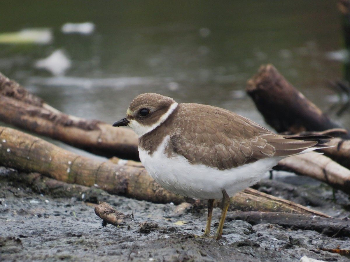 Semipalmated Plover - ML642334760