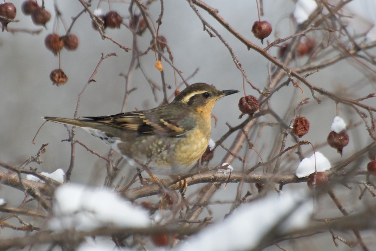 Varied Thrush - ML642334761