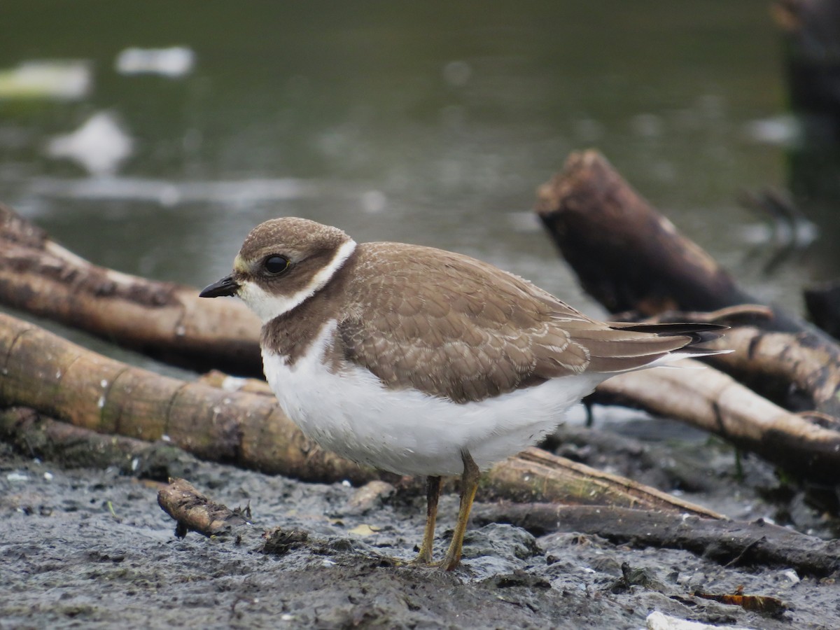 Semipalmated Plover - ML642334763