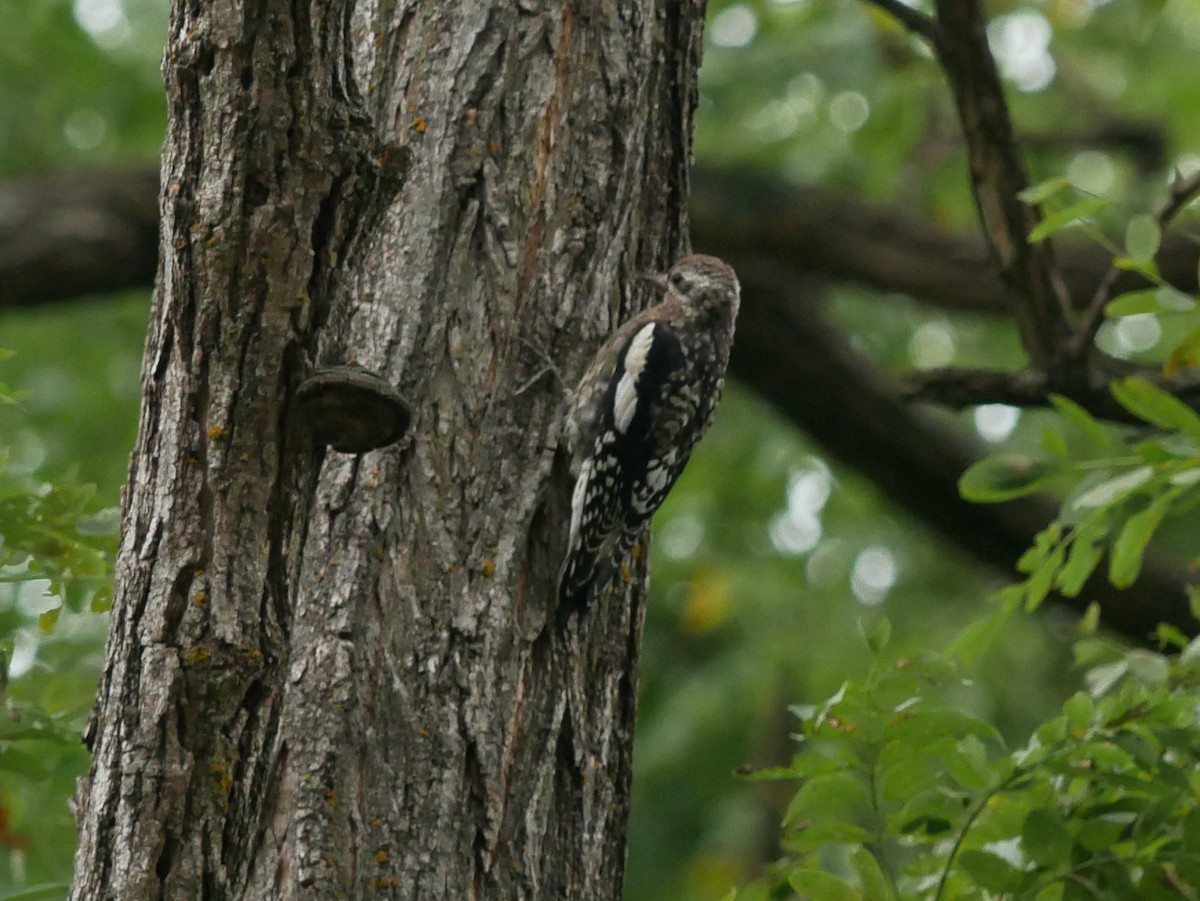 Yellow-bellied Sapsucker - ML642334771
