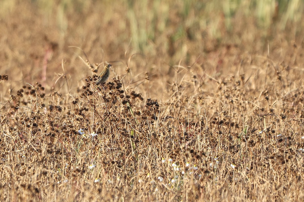 Bobolink - ML642334778