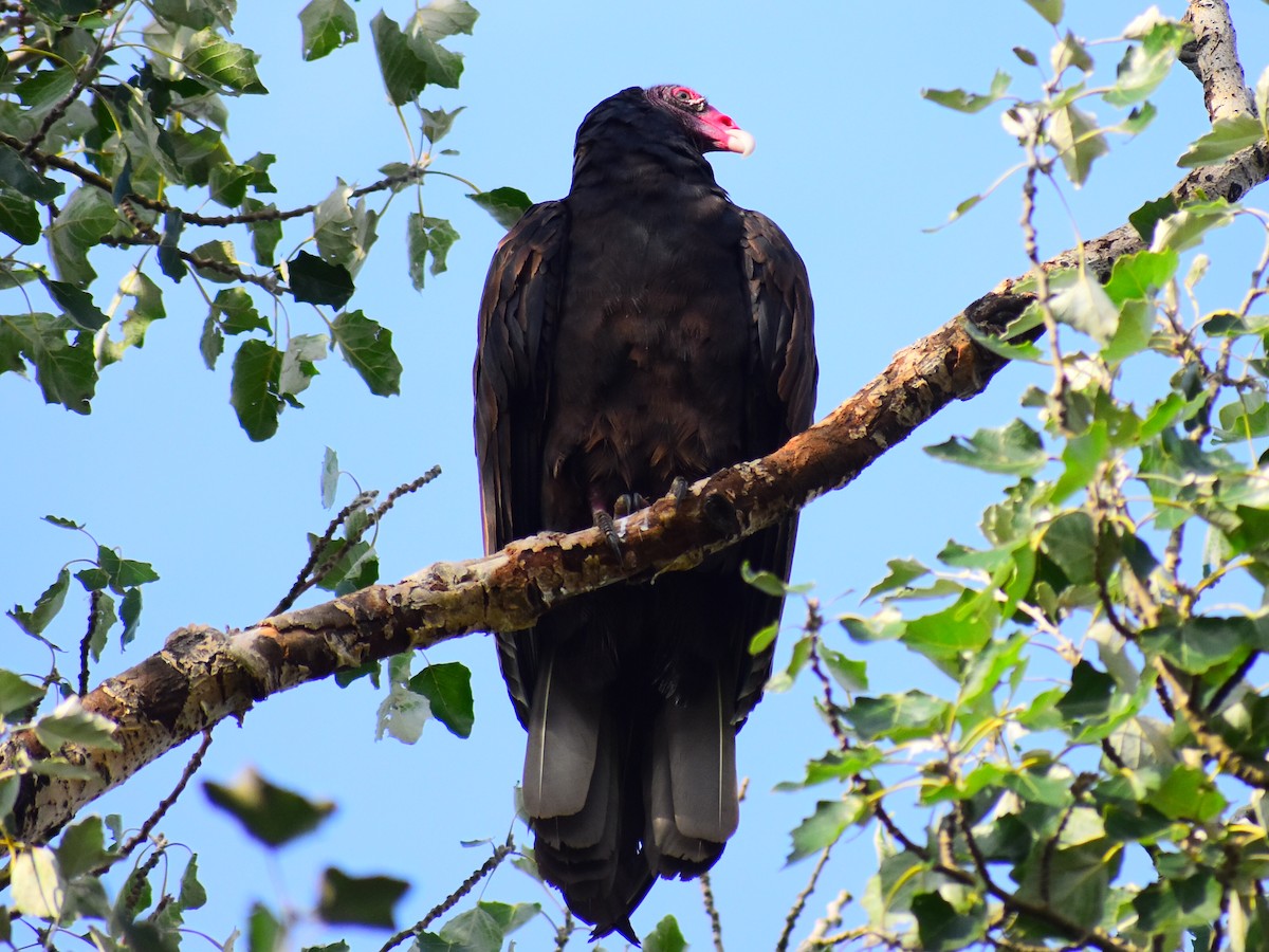 Turkey Vulture - ML642334785