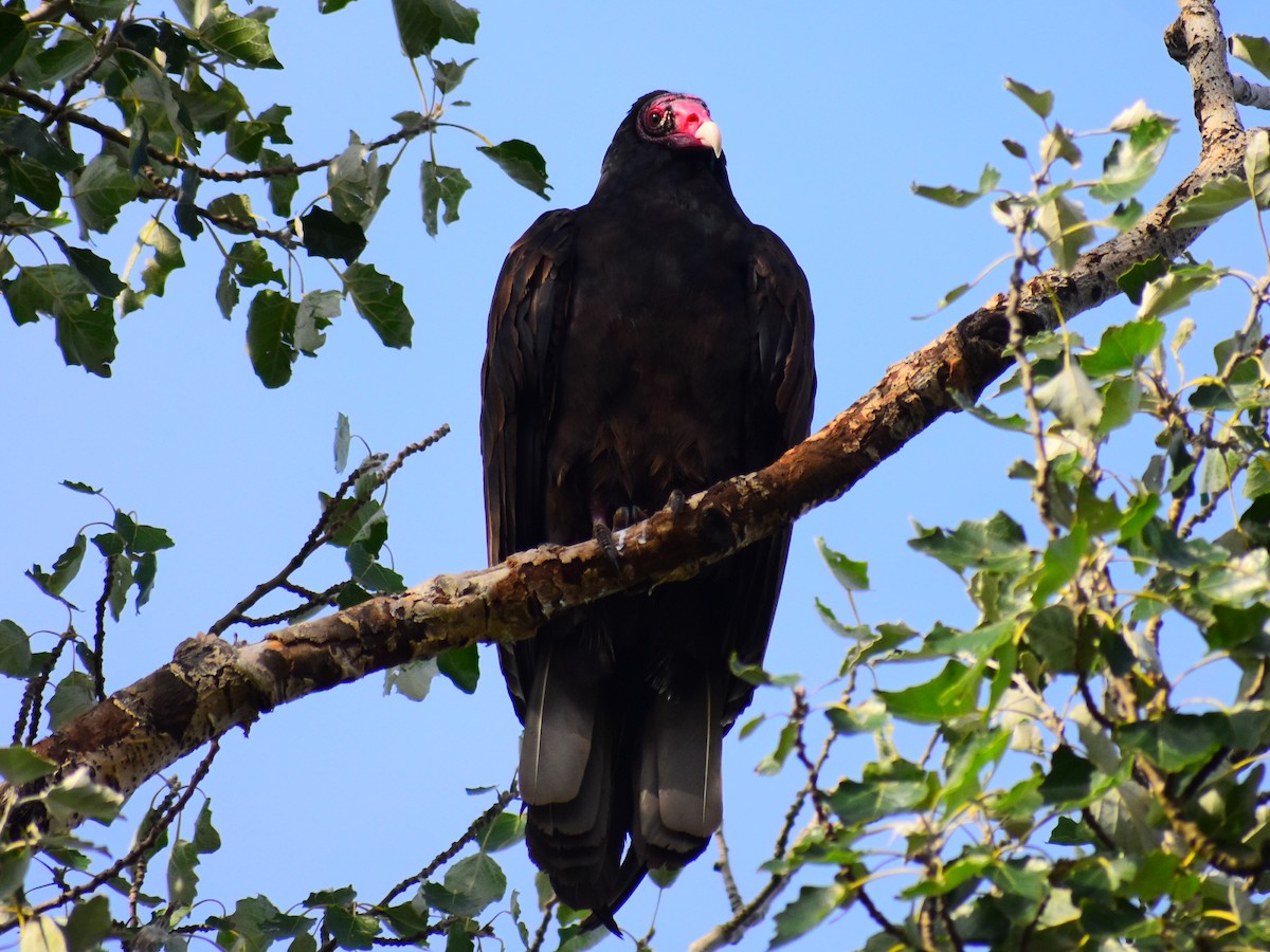 Turkey Vulture - ML642334789