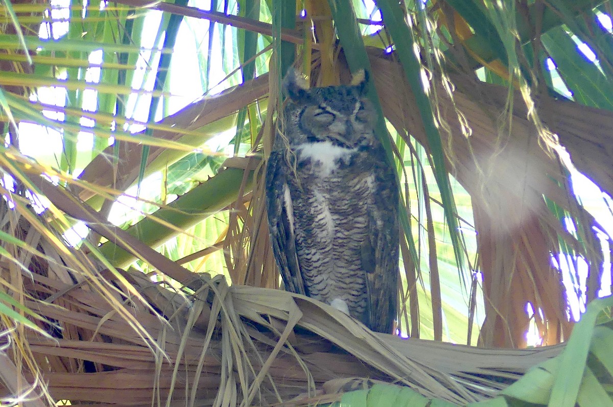Great Horned Owl - ML642334790