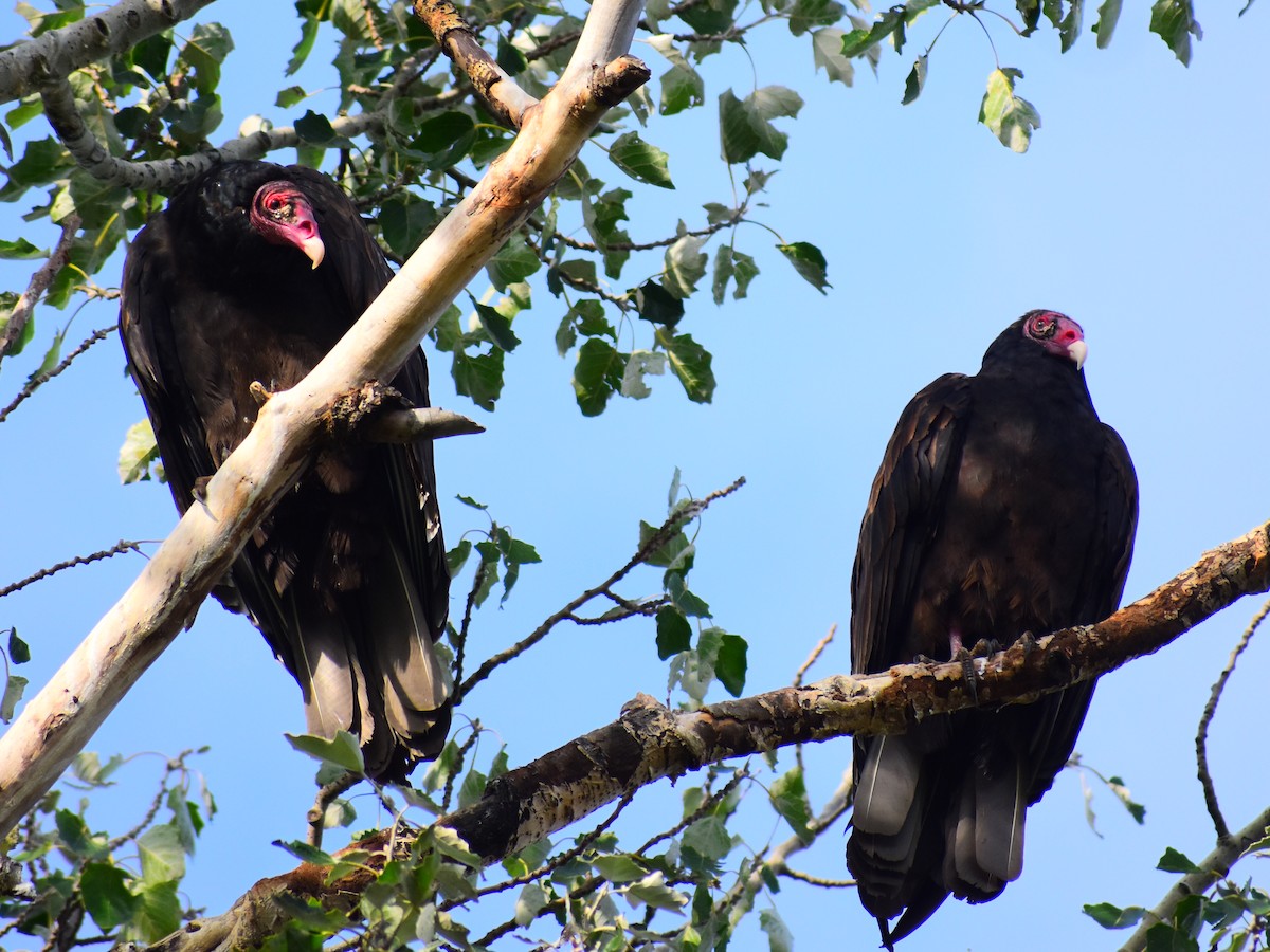Turkey Vulture - ML642334792