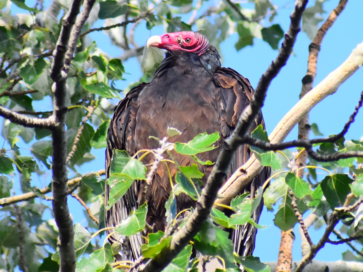 Turkey Vulture - ML642334794