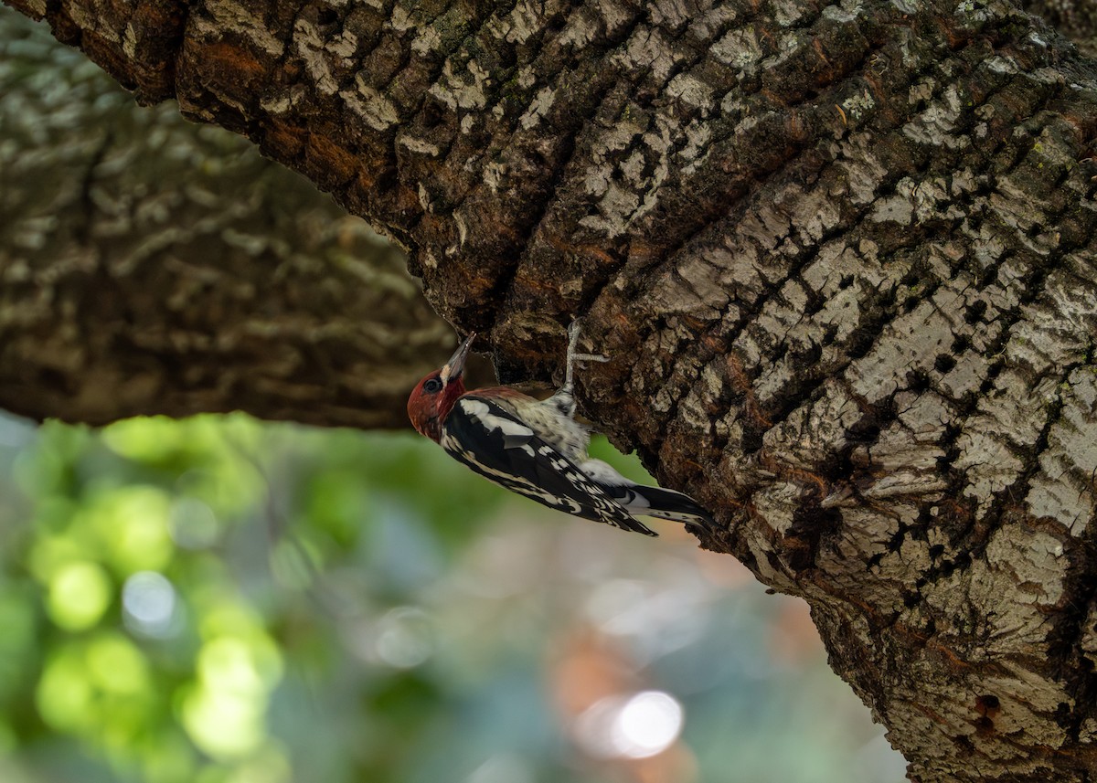 Red-breasted Sapsucker - ML642334800