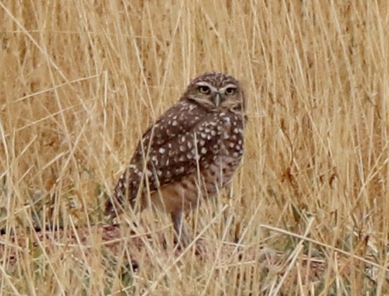 Burrowing Owl - ML642334810