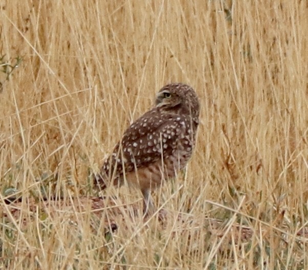 Burrowing Owl - ML642334811