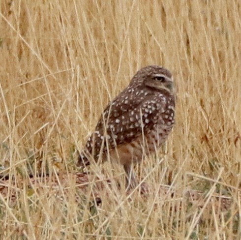 Burrowing Owl - ML642334812