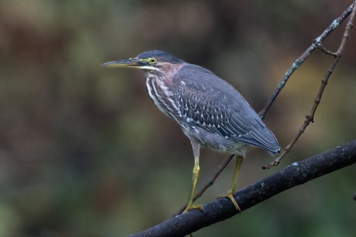 Green Heron - ML642334825