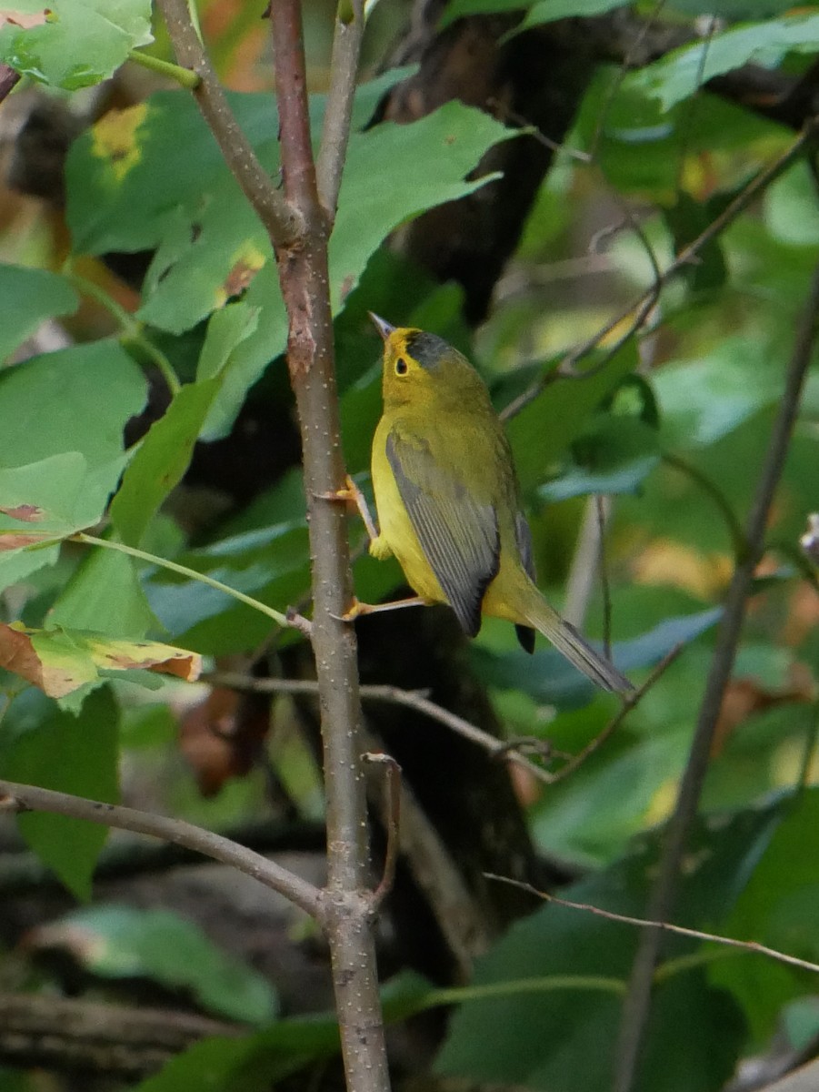 Wilson's Warbler - ML642334846