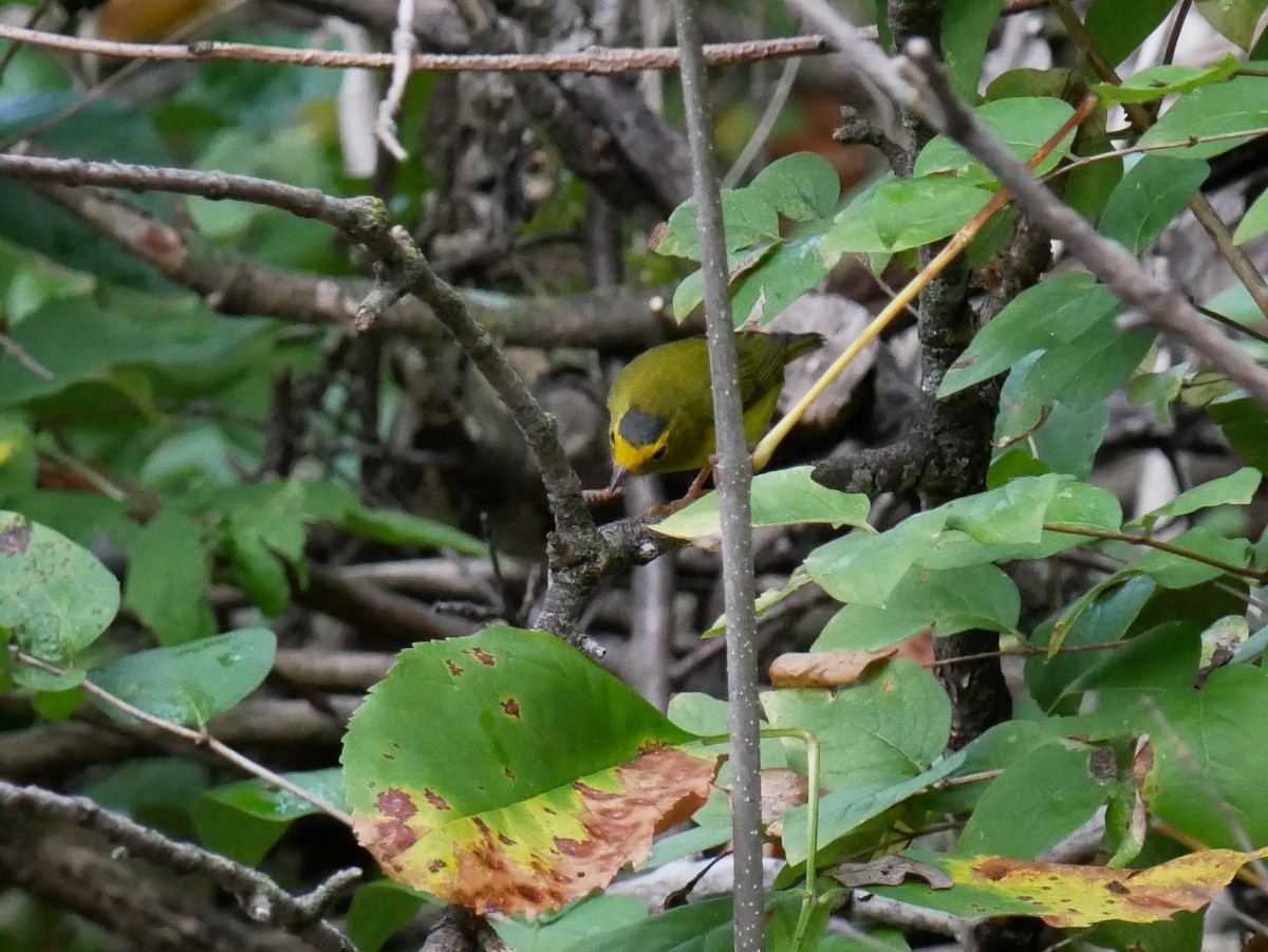 Wilson's Warbler - ML642334847