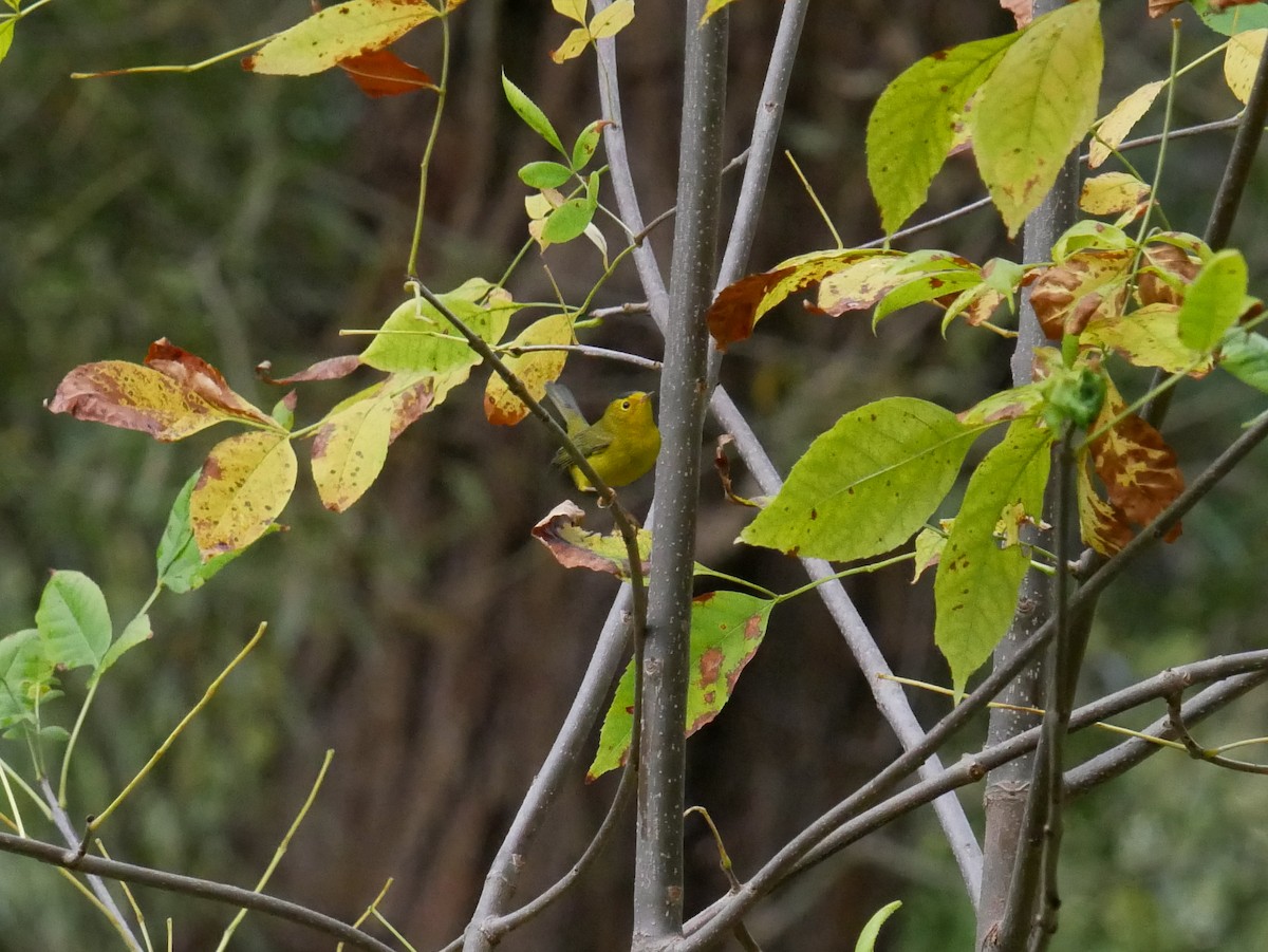 Wilson's Warbler - ML642334848