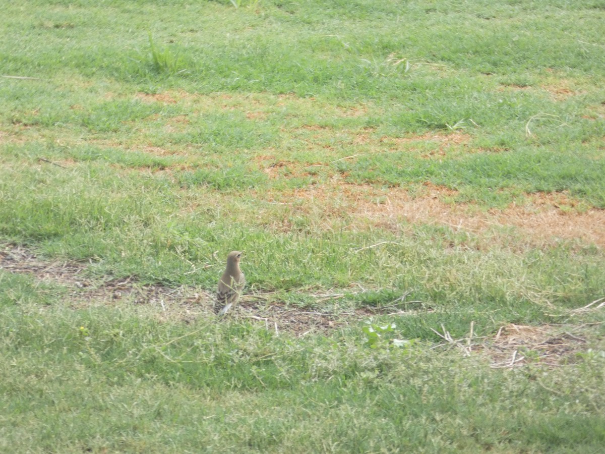 Northern Wheatear - ML642334869