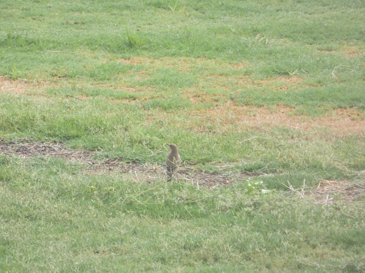 Northern Wheatear - ML642334870