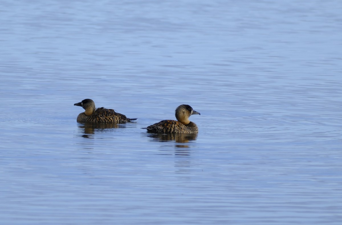 White-backed Duck - ML642334908