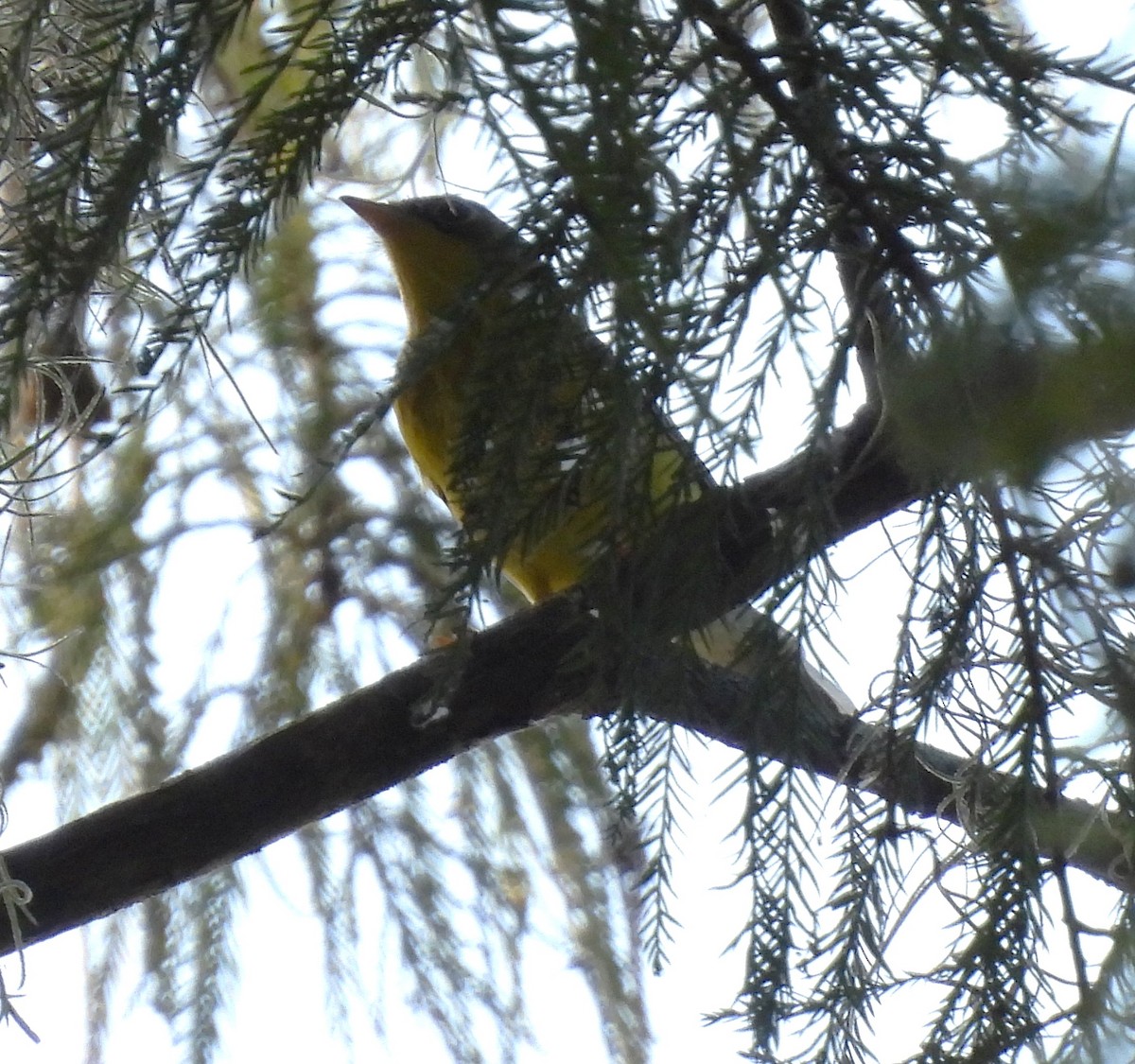 Canada Warbler - ML642334914