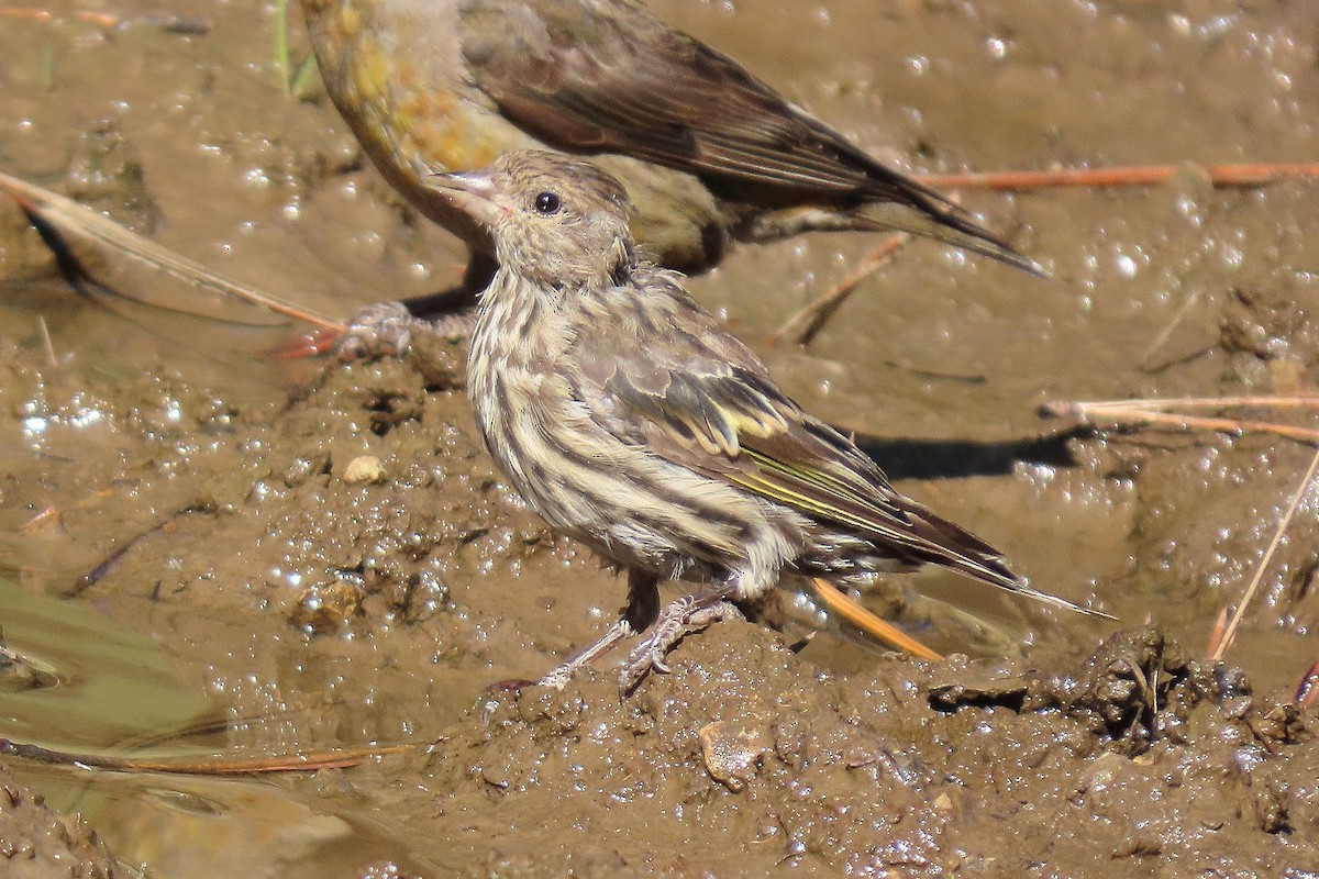 Pine Siskin - ML642334933