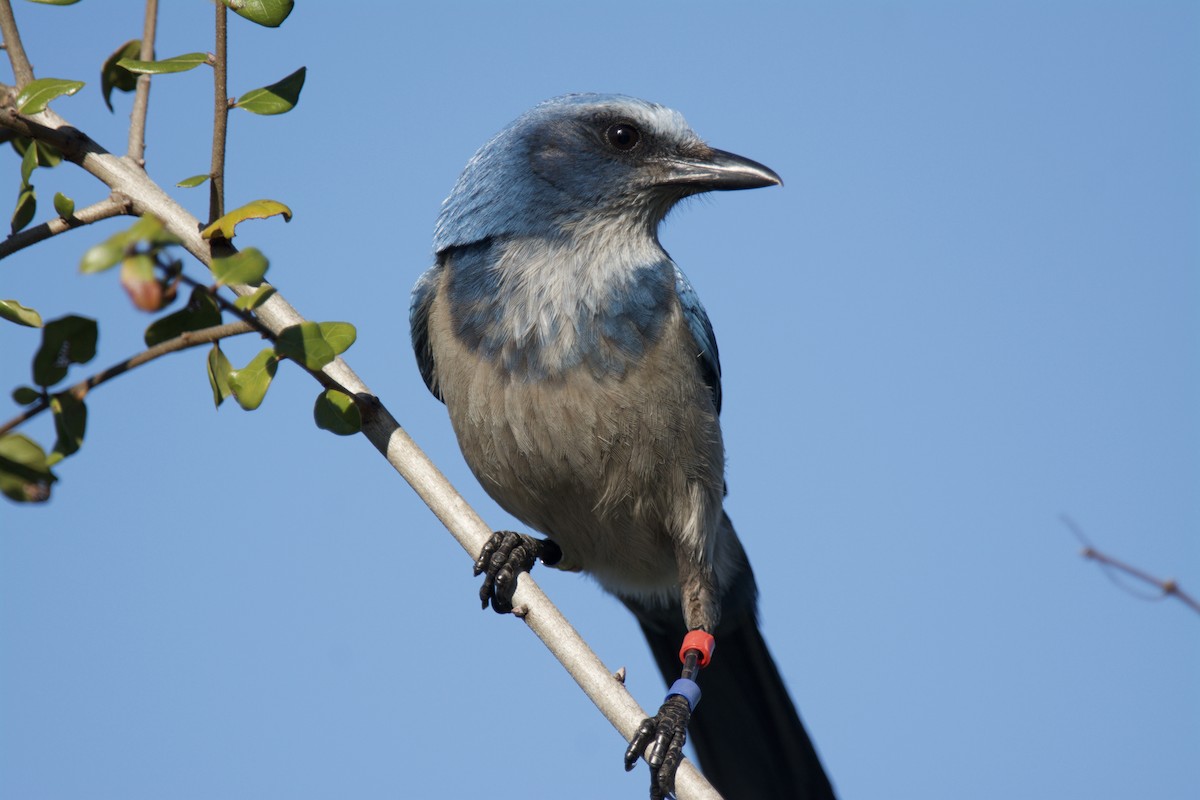 Florida Scrub-Jay - ML642334938