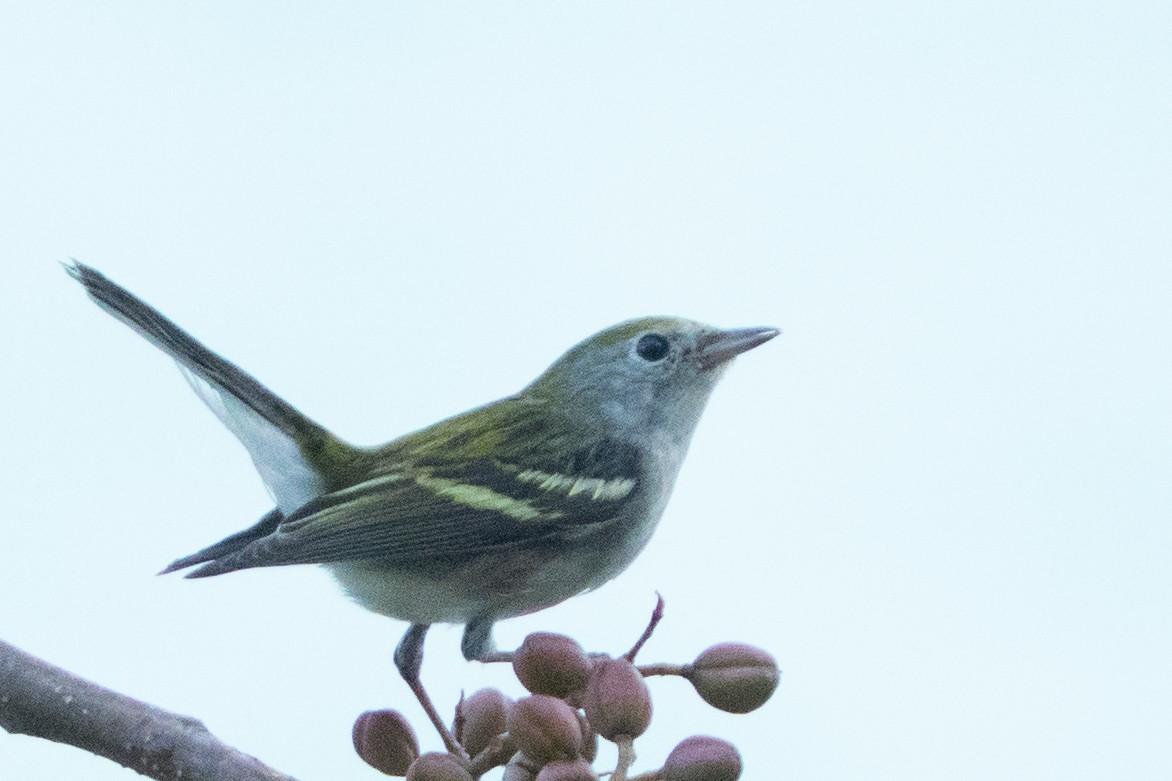 Chestnut-sided Warbler - ML642334944