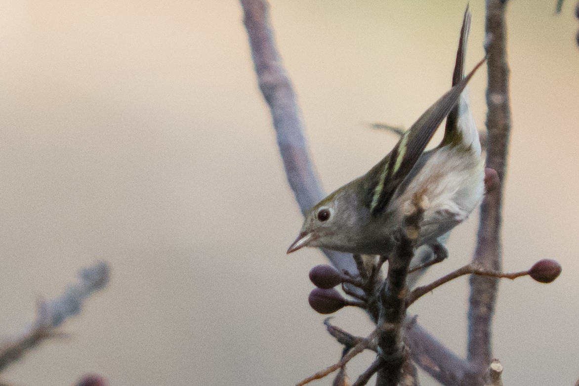 Chestnut-sided Warbler - ML642334945
