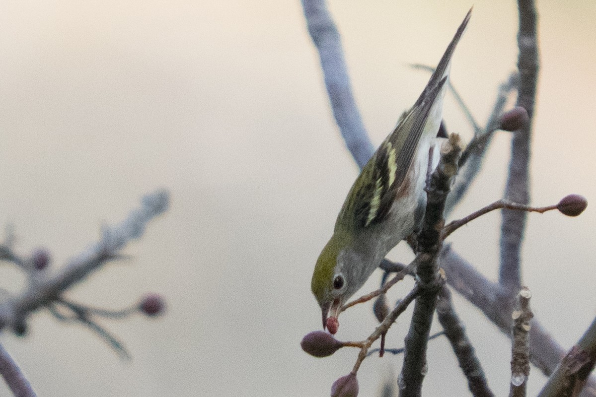 Chestnut-sided Warbler - ML642334946