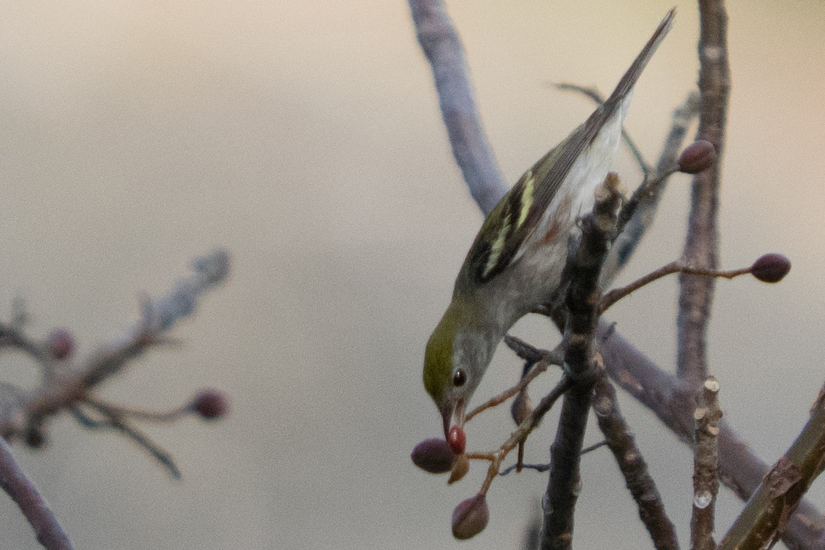 Chestnut-sided Warbler - ML642334947