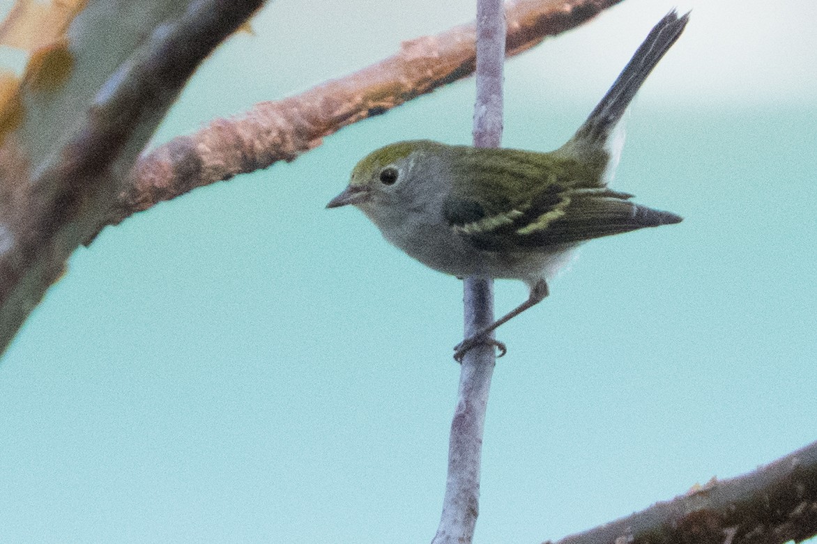 Chestnut-sided Warbler - ML642334948