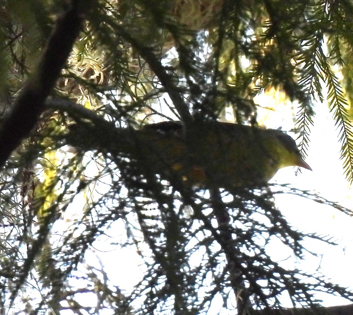 Canada Warbler - ML642334949