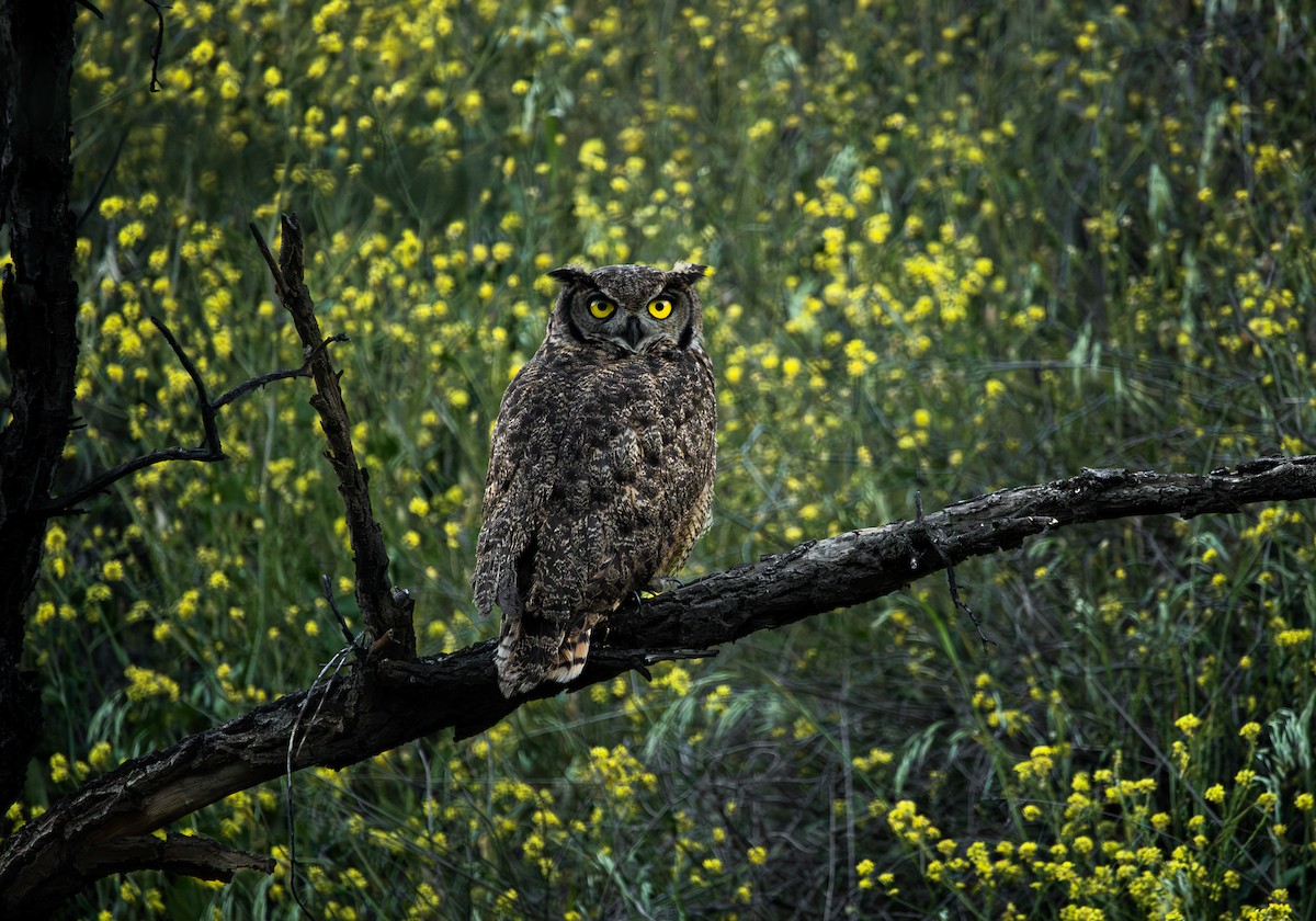Lesser Horned Owl - ML642334951