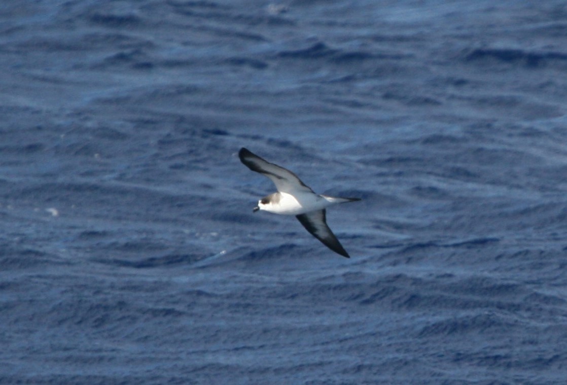 Hawaiian Petrel - ML642334968