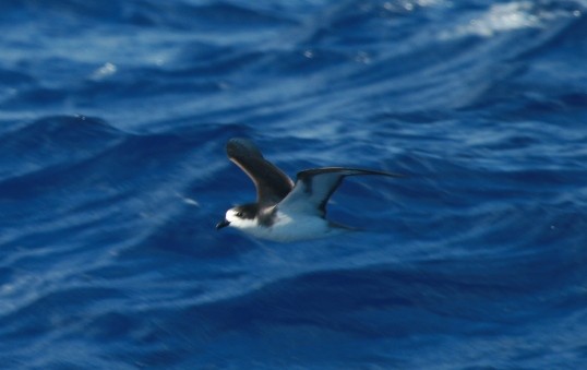 Hawaiian Petrel - ML642334973